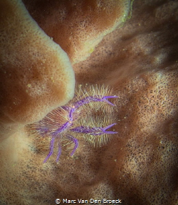 small lobster on red sponge by Marc Van Den Broeck 